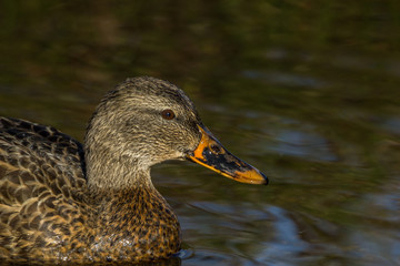 male mallard on the water Burnaby Canada