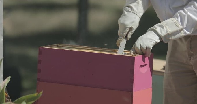 Beekeeper removes a frame of honeycomb from a beehive while checking honeybees.