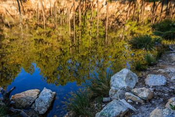 The still morning water of Rose Canyon Lake reflects the shore side forrest. Santa Catalina Mountains, near Tucson Arizona.b