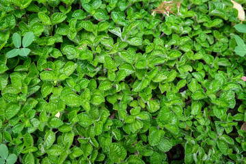 Obraz premium peppermint,mint plant grow at vegetable garden
