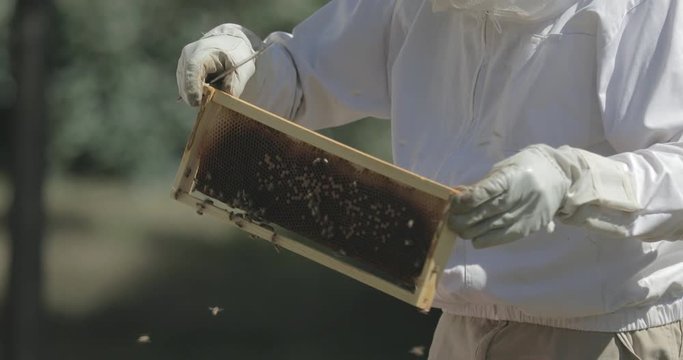 Beekeeper checks a frame of honeycomb from a beehive while working with honeybees.