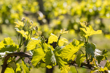 fresh grapevine leaves and tendrils in vineyard in springtime