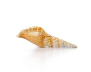 Sea shell isolated on white background