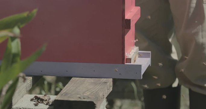 Honeybees fly around a beehive during the day.