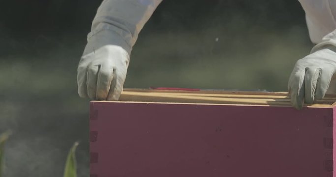 Beekeeper removes a frame of honeycomb from a beehive while checking honeybees.