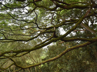 Beautiful branches of tree