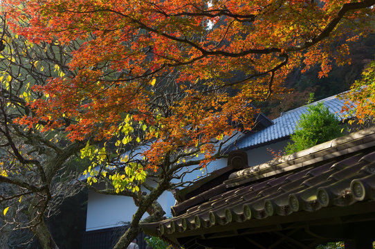 鎌倉　東慶寺の紅葉