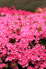 Fototapeta premium Kurume Azalea