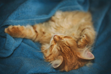 red kitten sleep, selective focus