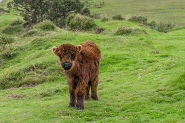 Scottish highland calf near the Colliford Lake in the Bodmin Moor in Cornwall