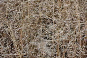 Naklejka premium Close up view of dense brown grass.