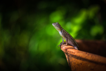a chameleon standing in clay pots.Looking for something in the garden