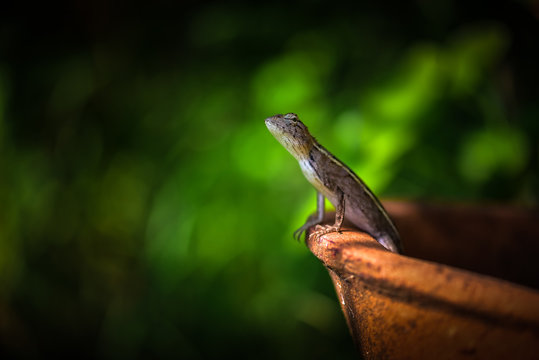 a chameleon standing in clay pots.Looking for something in the garden
