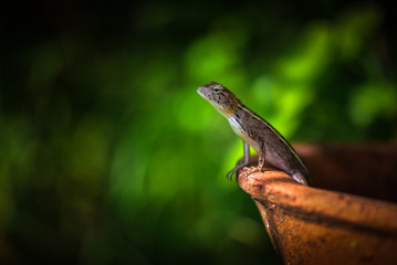 a chameleon standing in clay pots.Looking for something in the garden