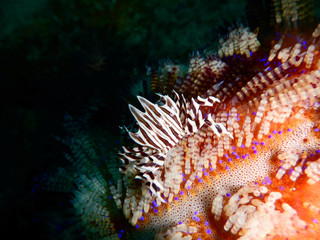 Zebra crab