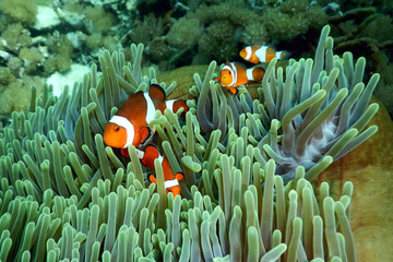 Naklejka na ściany i meble Anemone fish hide in the coral