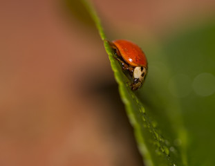 Lady Bug With Water Droplets