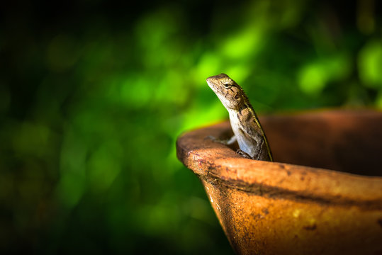 a chameleon standing in clay pots.Looking for something in the garden