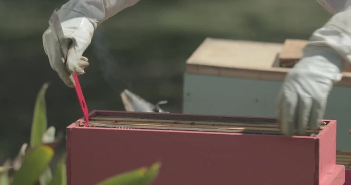 Beekeeper removes an old frame of black honeycomb from a beehive while checking honeybees.