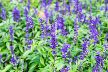 Lavender purple flower in garden