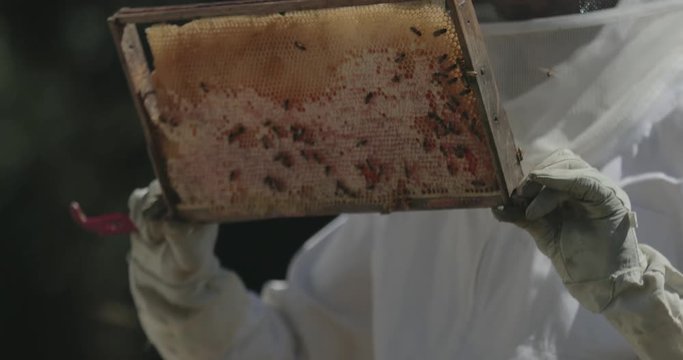 Beekeeper checks a frame of honeycomb from a beehive while working with honeybees.