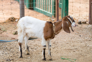 Obraz premium Baby sheep tie in farm