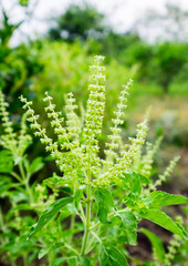 Holy basil clump in garden