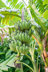 Cultivated banana, Pisang Awak banana on tree © Mumemories