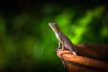 a chameleon standing in clay pots.Looking for something in the garden
