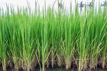 Ear of rice green pattern close up