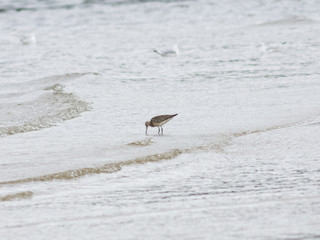 Bar-tailed Godwit, Limosa lapponica, walk at seashore, portrait, selective focus, shallow DOF