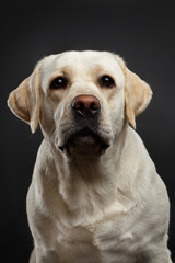 Fototapeta na wymiar Close-up portrait of beige Labrador retriever dog with sad face in front view isolated black background