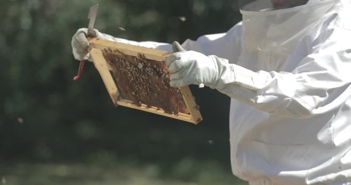 Beekeeper checks a frame of honeycomb from a beehive while working with honeybees.