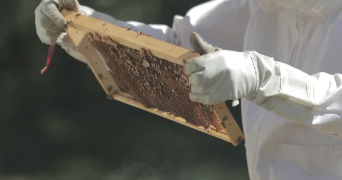Beekeeper checks a frame of honeycomb from a beehive while working with honeybees.