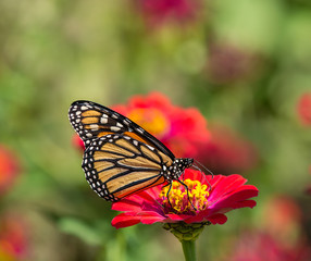 Monarch butterfly (Danaus plexippus) feeding on red Zinnia flower