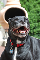 Happy black lab / pit bull mix, front view