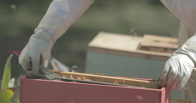 Beekeeper places and removes a frame of honeycomb from a beehive while checking honeybees.