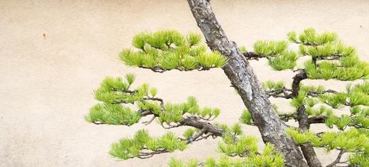 Abwaschbare Fototapete Bonsai Kiefer Bonsai