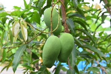 Mango tree