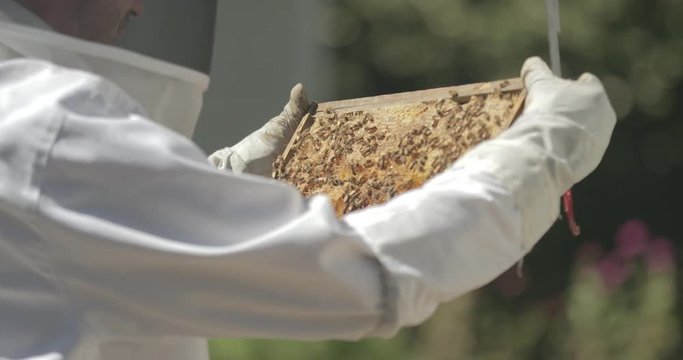 Beekeeper removes a frame of honeycomb from a beehive while checking honeybees.