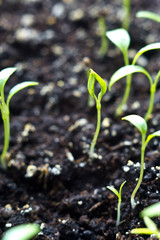 macro green shoots young grass