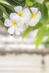 Fototapeta na wymiar White Thailand Plumeria flower in the tree on top vertical shot with under space for text.