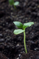 young basil rises in the garden
