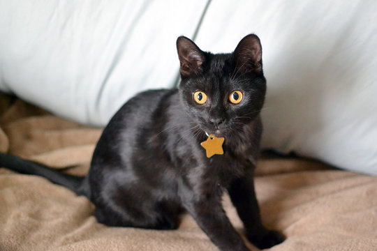 Cute young black cat