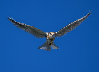 Young Whitetailed Kite with brown chest colors frontal flight to photographer