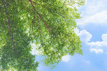 Fototapeta premium green tree with blue day cloud summer sky background.
