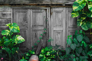 old wood windows with green leaf for background.