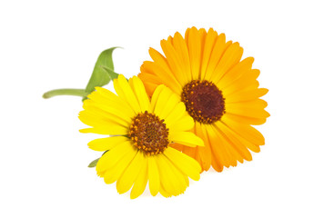 Calendula. Marigold flower with leaves isolated on a white backg