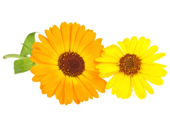 Calendula. Marigold flower with leaves isolated on a white backg