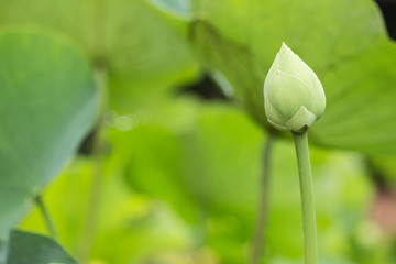 green lotus in nature, flower of Buddha in Thailand temple.